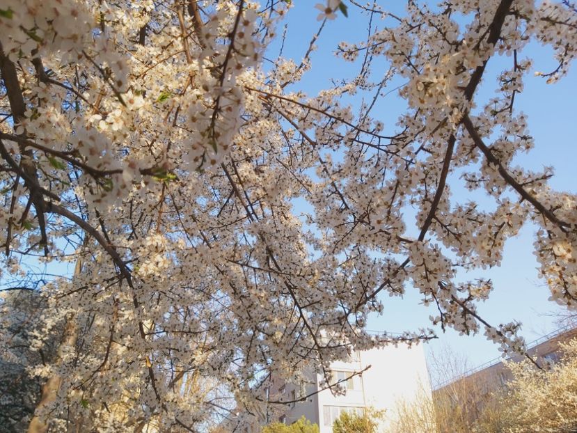 - Floricele diverse 2022