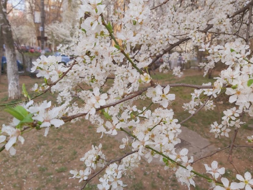  - Floricele diverse 2022