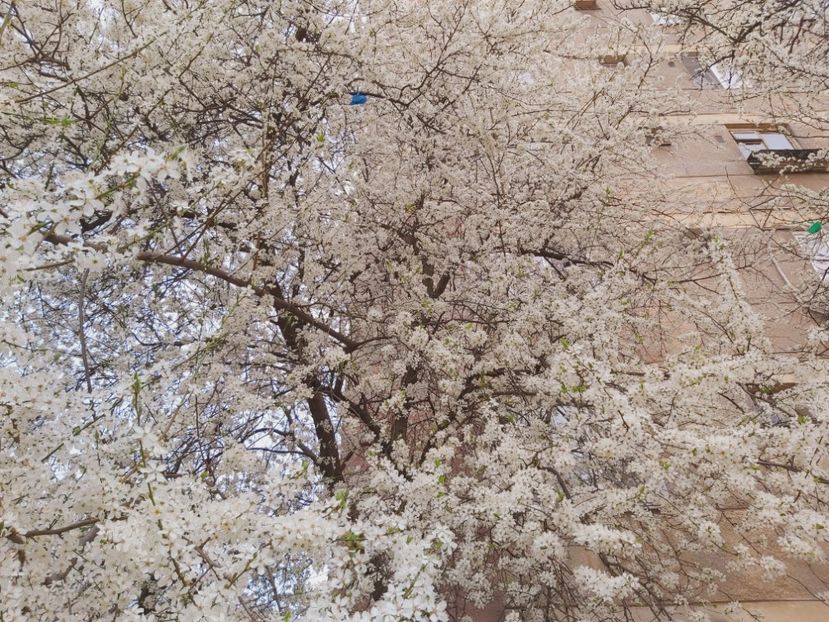  - Floricele diverse 2022