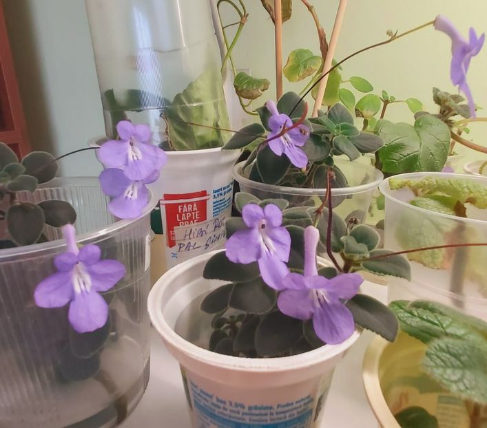  - Streptocarpella 2022