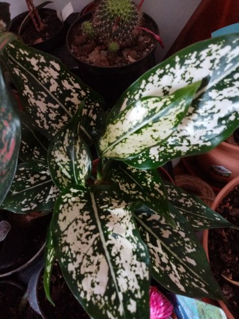  - Aglaonema- varietati