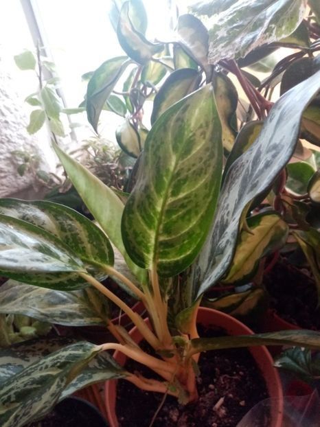  - Aglaonema- varietati