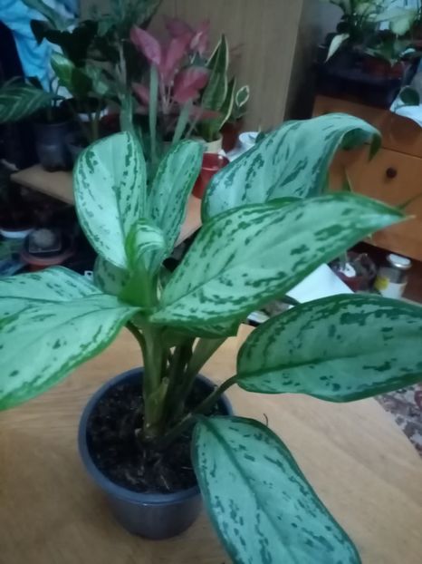  - Aglaonema- varietati