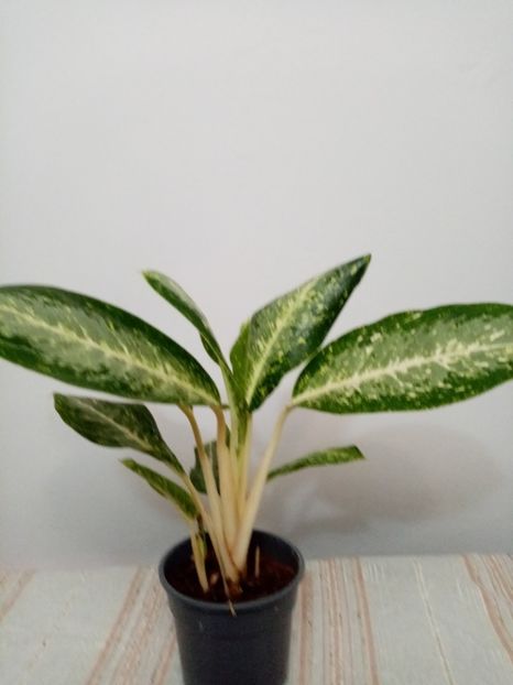  - Aglaonema- varietati