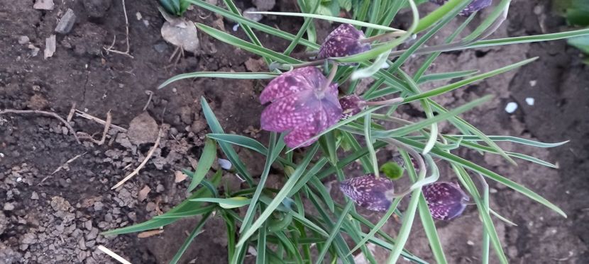  - Sub tutela soarelui