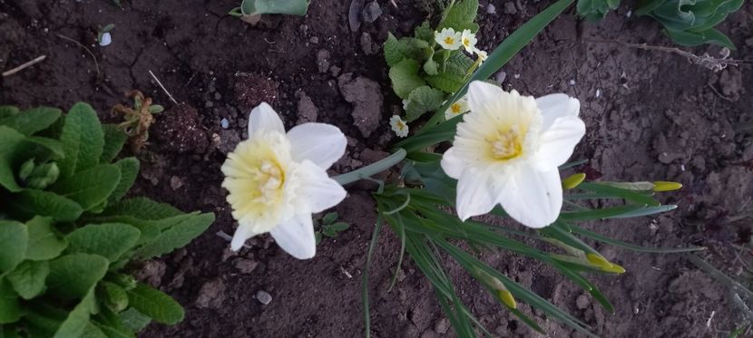  - Sub tutela soarelui