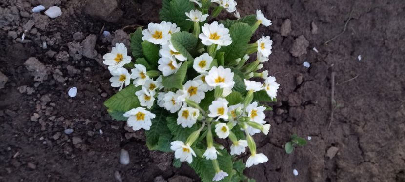  - Sub tutela soarelui