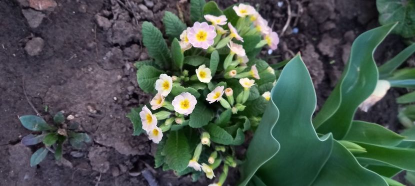  - Sub tutela soarelui