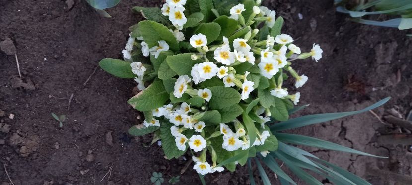  - Sub tutela soarelui