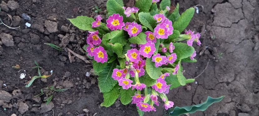  - Sub tutela soarelui