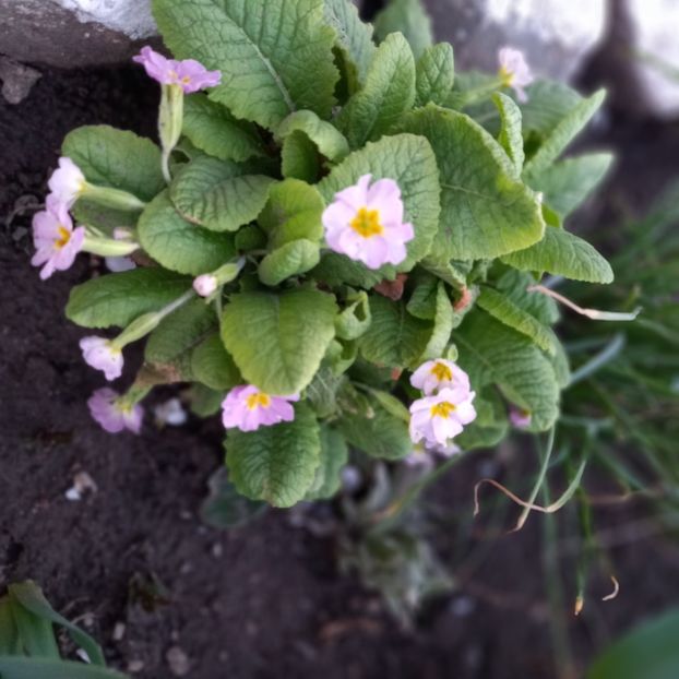  - Sub tutela soarelui