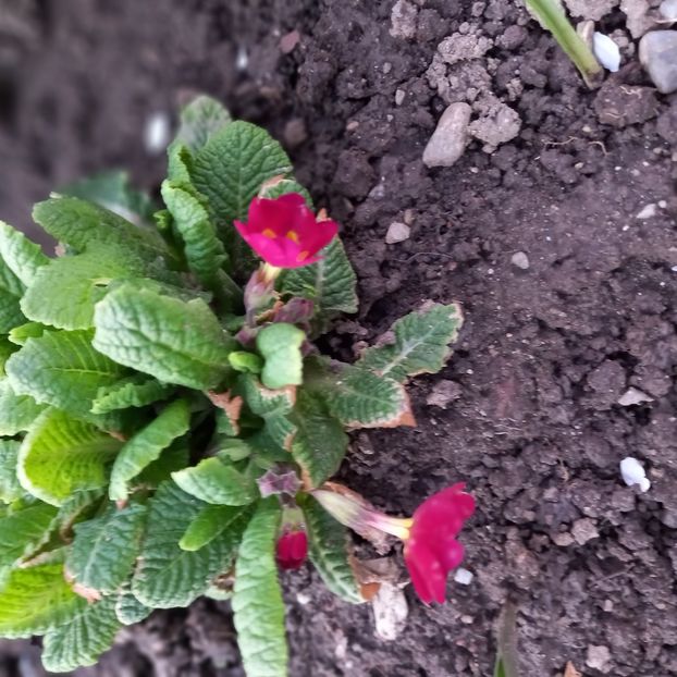  - Sub tutela soarelui