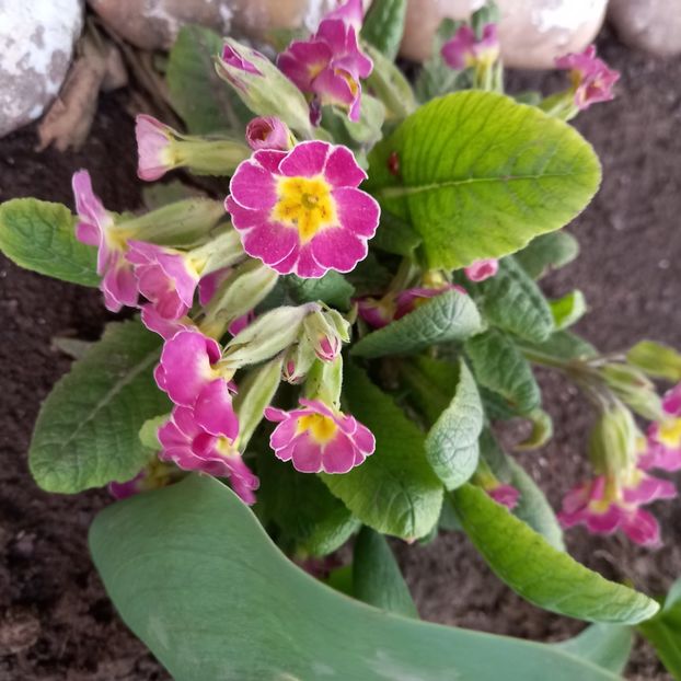  - Sub tutela soarelui