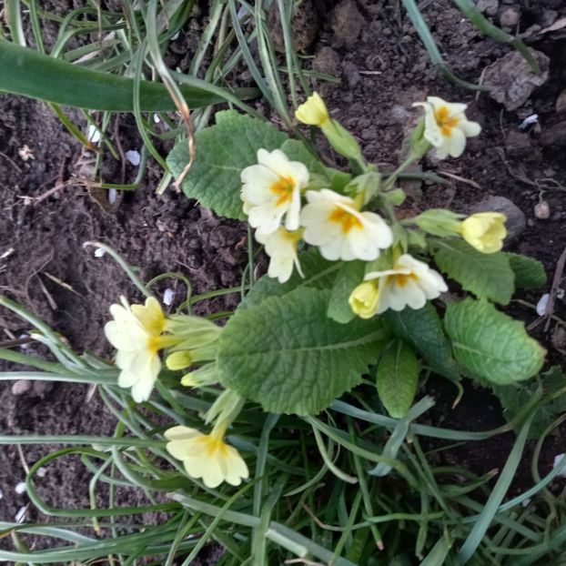  - Sub tutela soarelui