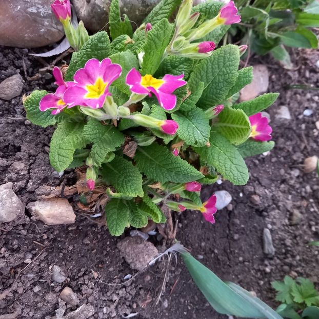  - Sub tutela soarelui