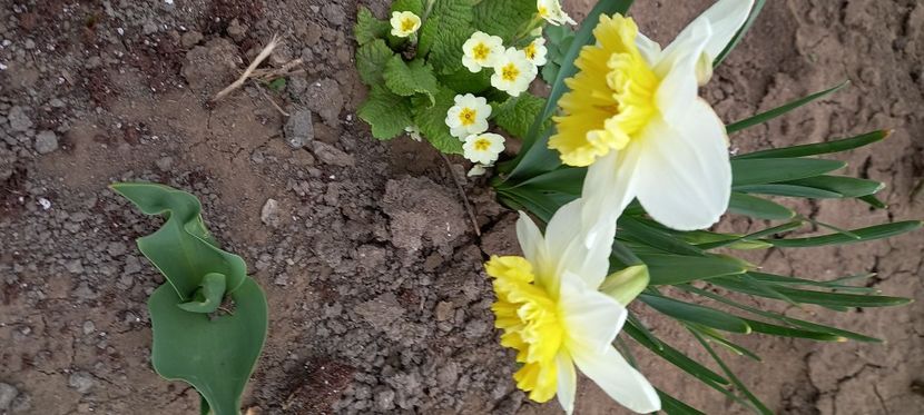  - Sub tutela soarelui