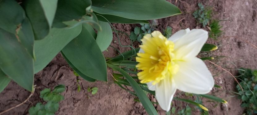  - Sub tutela soarelui