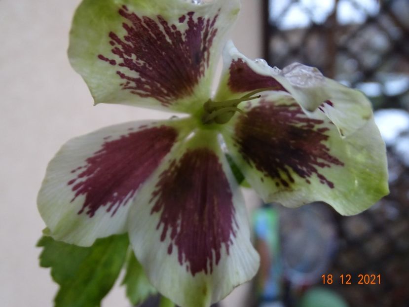  - Helleborus 2022