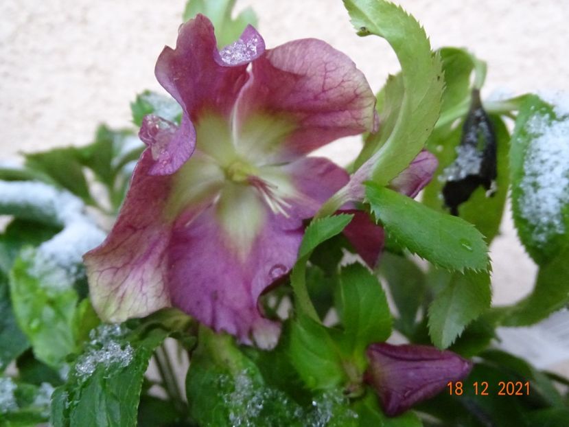  - Helleborus 2022