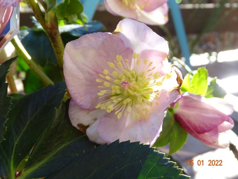  - Helleborus 2022