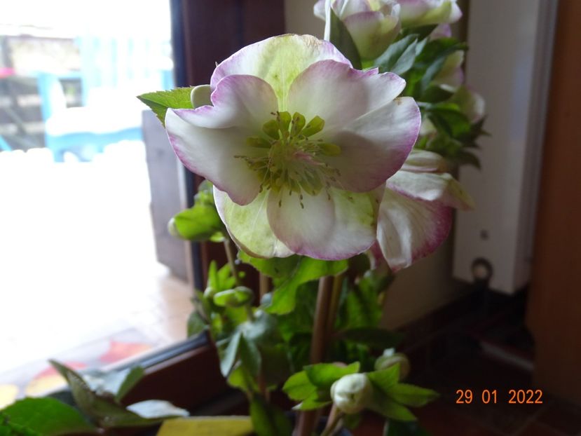  - Helleborus 2022