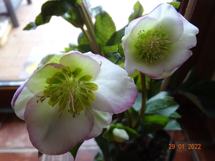  - Helleborus 2022