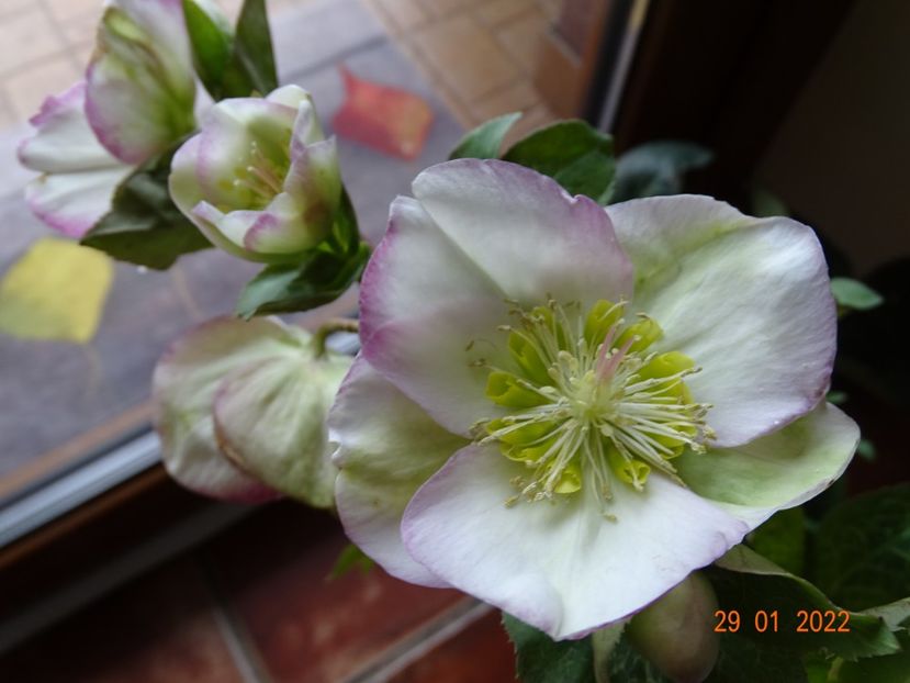  - Helleborus 2022