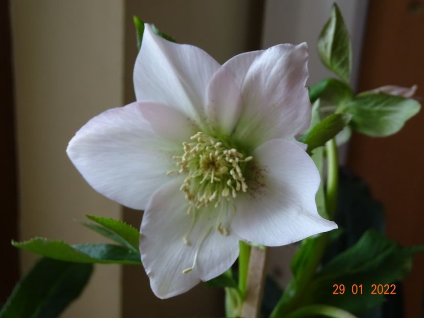  - Helleborus 2022