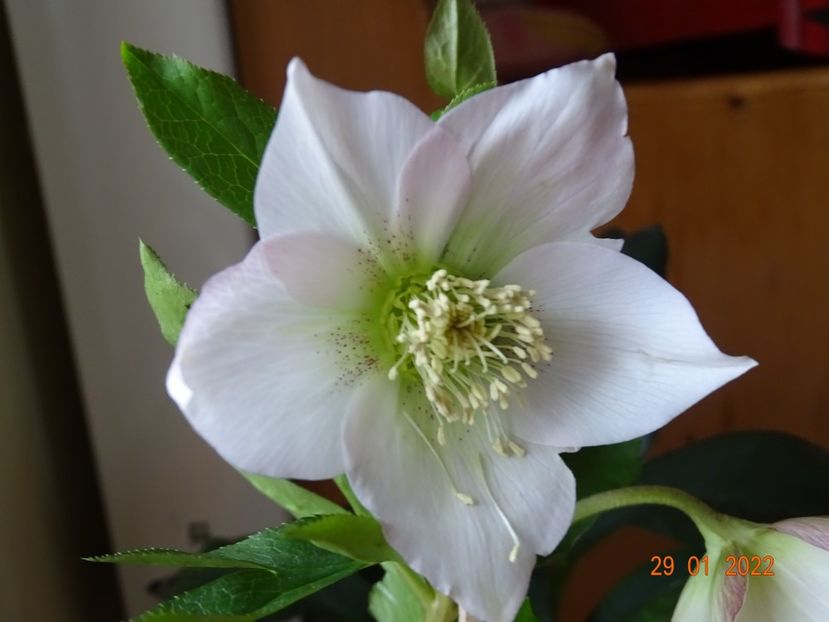  - Helleborus 2022