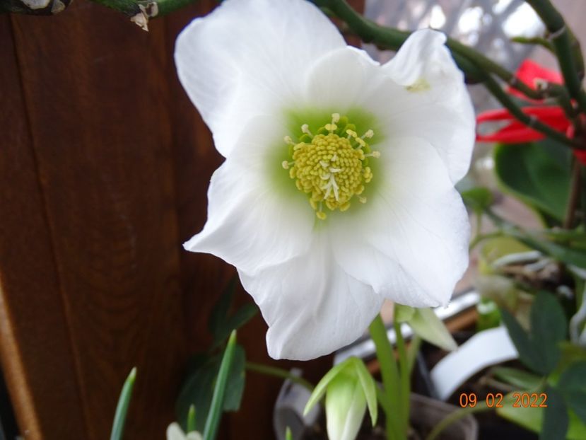  - Helleborus 2022