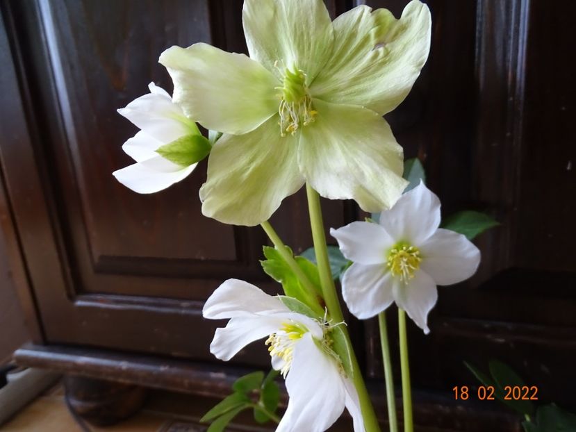  - Helleborus 2022