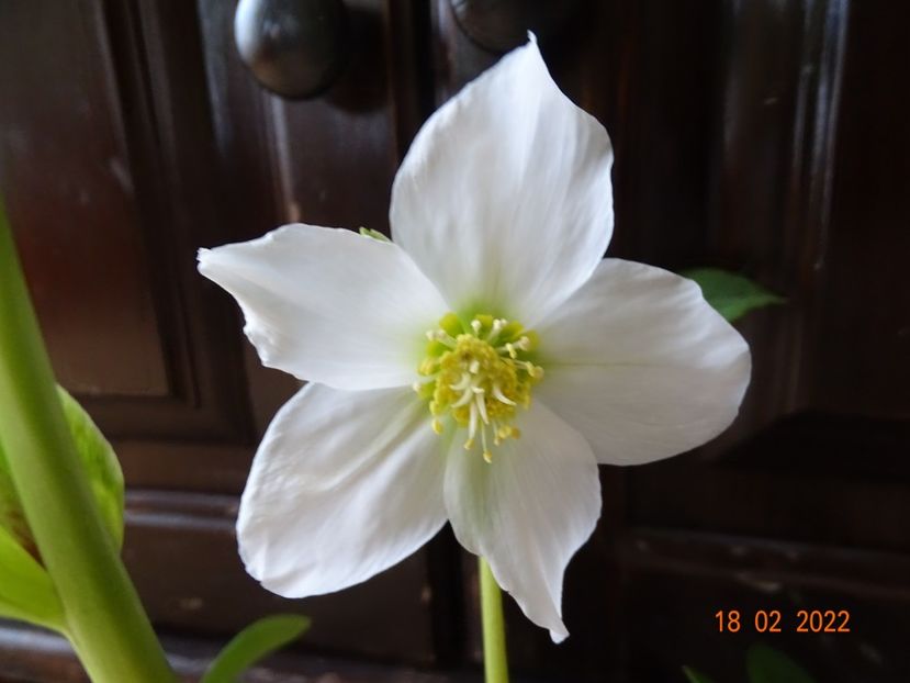  - Helleborus 2022