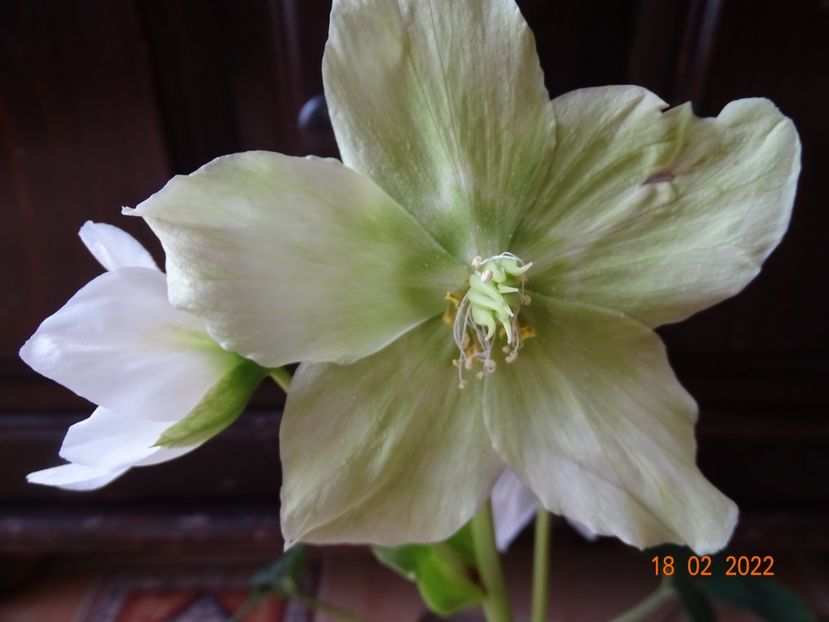  - Helleborus 2022