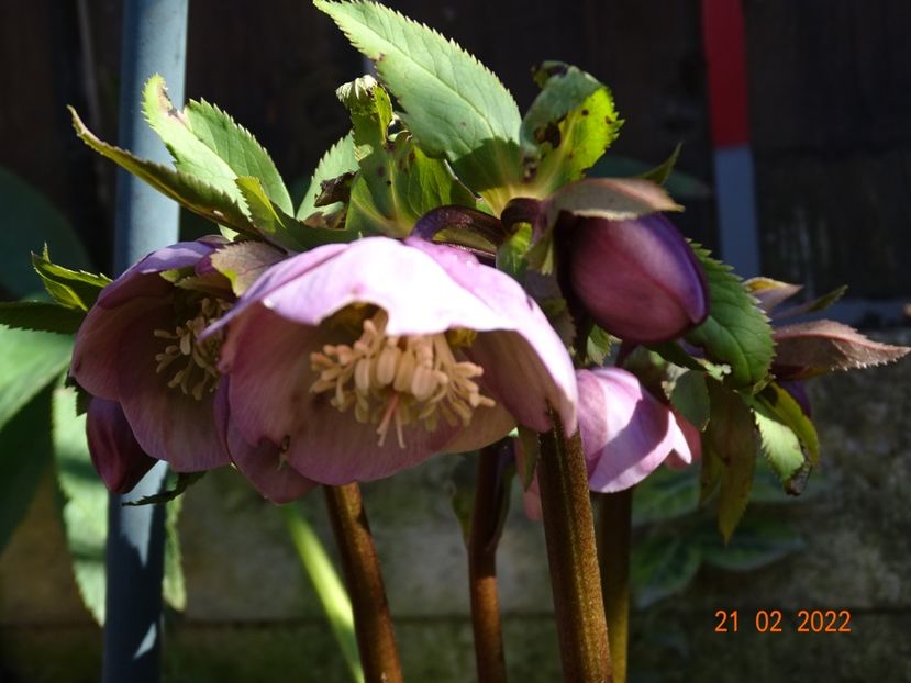  - Helleborus 2022