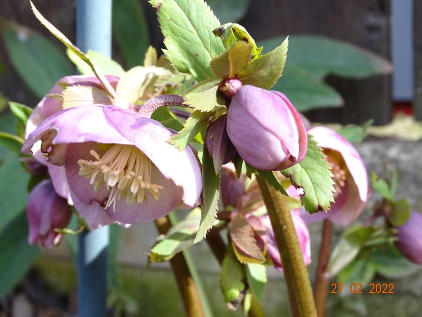  - Helleborus 2022