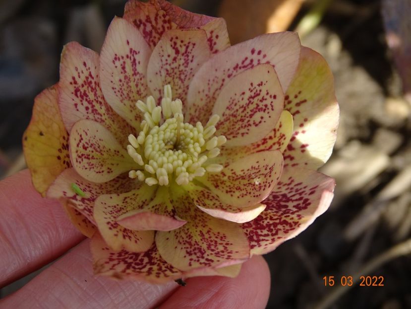  - Helleborus 2022