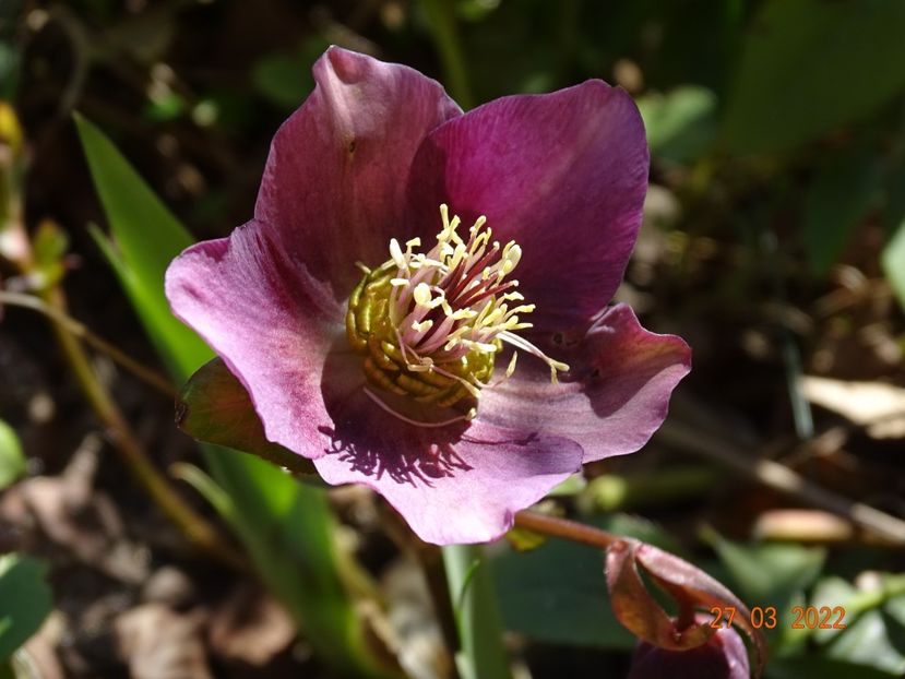  - Helleborus 2022