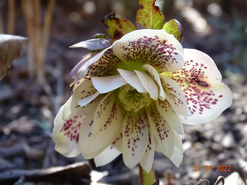  - Helleborus 2022