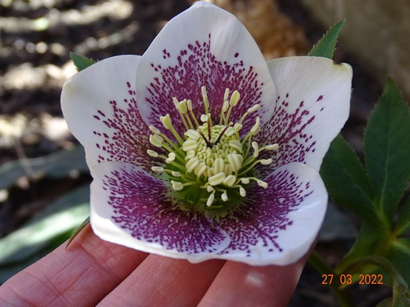 Frozen Kristoff - Helleborus 2022