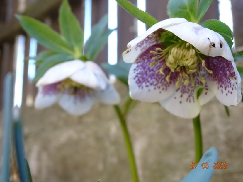  - Helleborus 2022