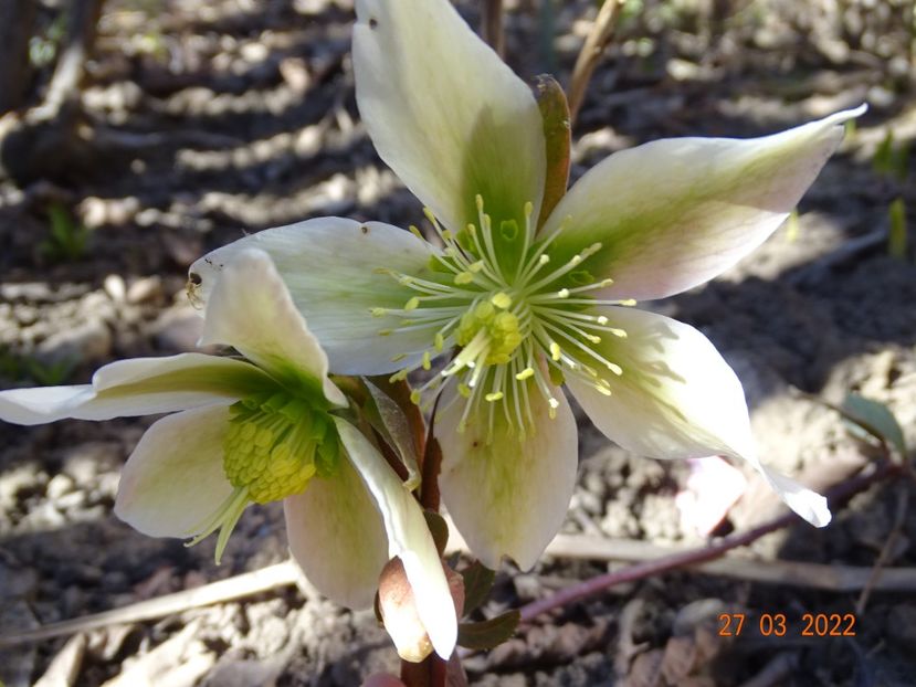  - Helleborus 2022