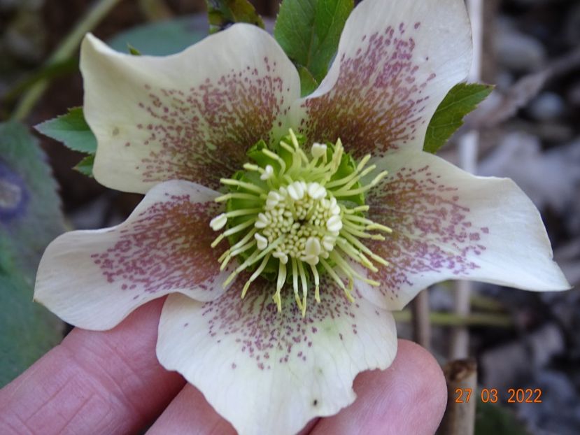  - Helleborus 2022