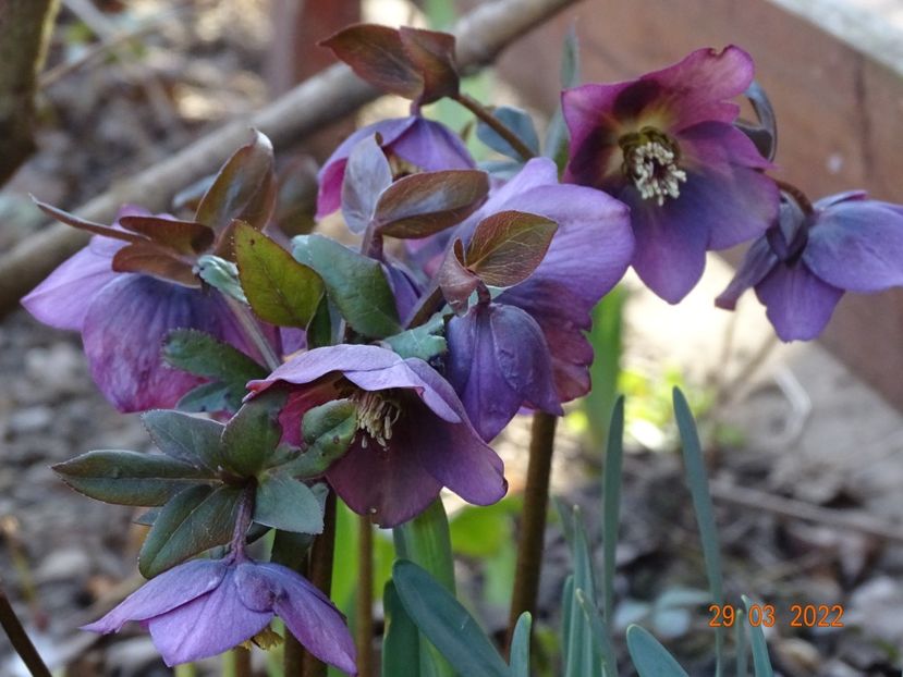  - Helleborus 2022