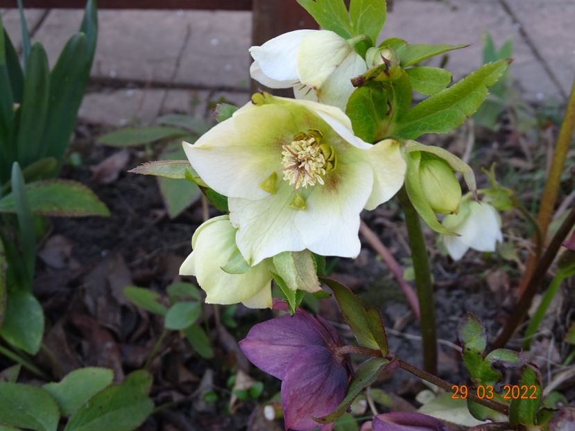  - Helleborus 2022