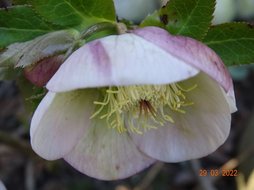  - Helleborus 2022