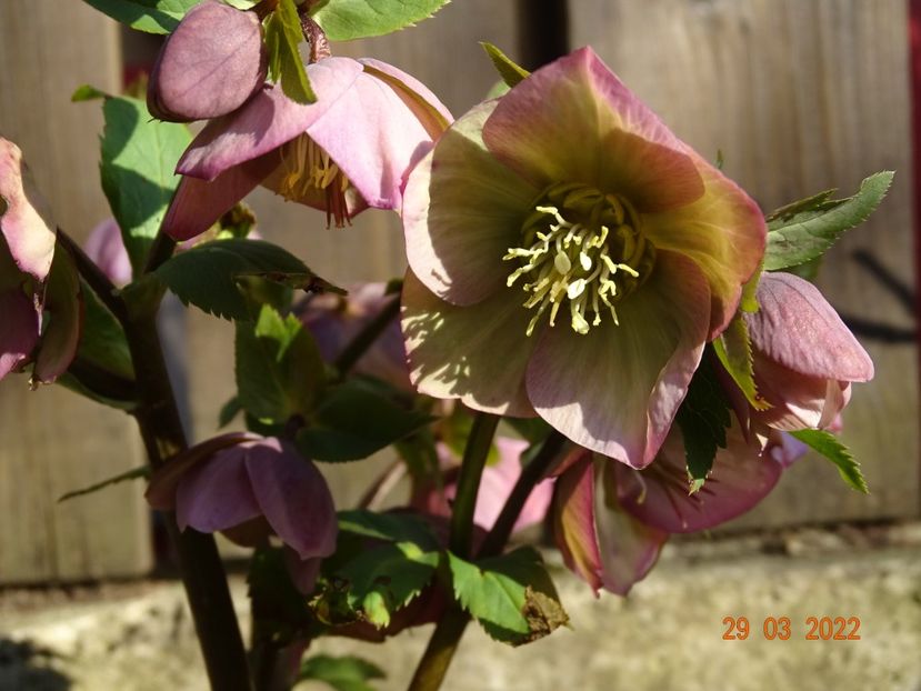  - Helleborus 2022