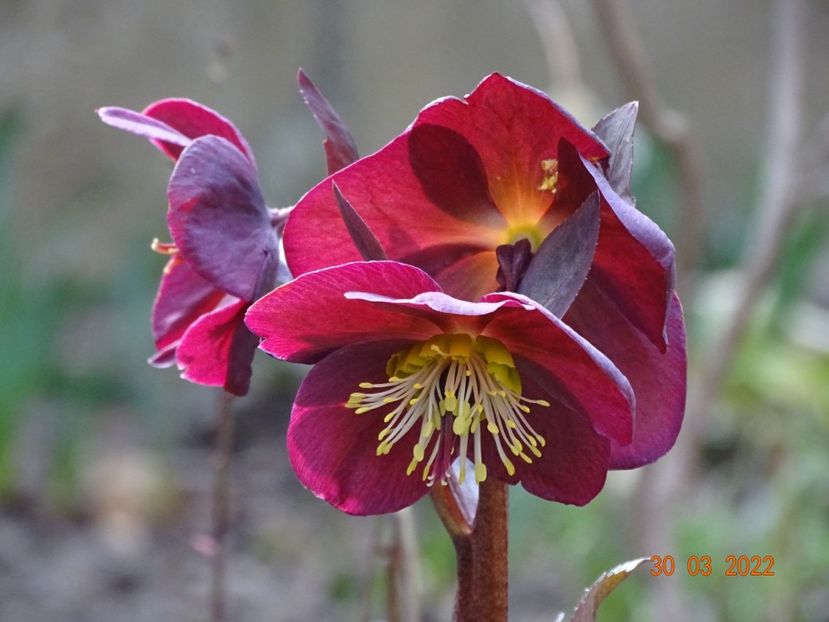  - Helleborus 2022