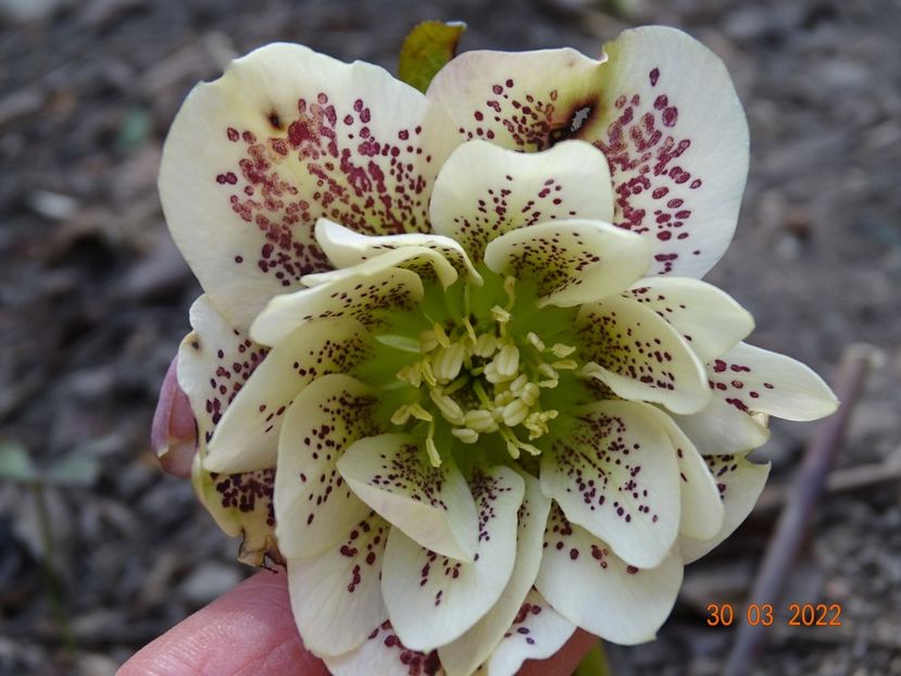  - Helleborus 2022