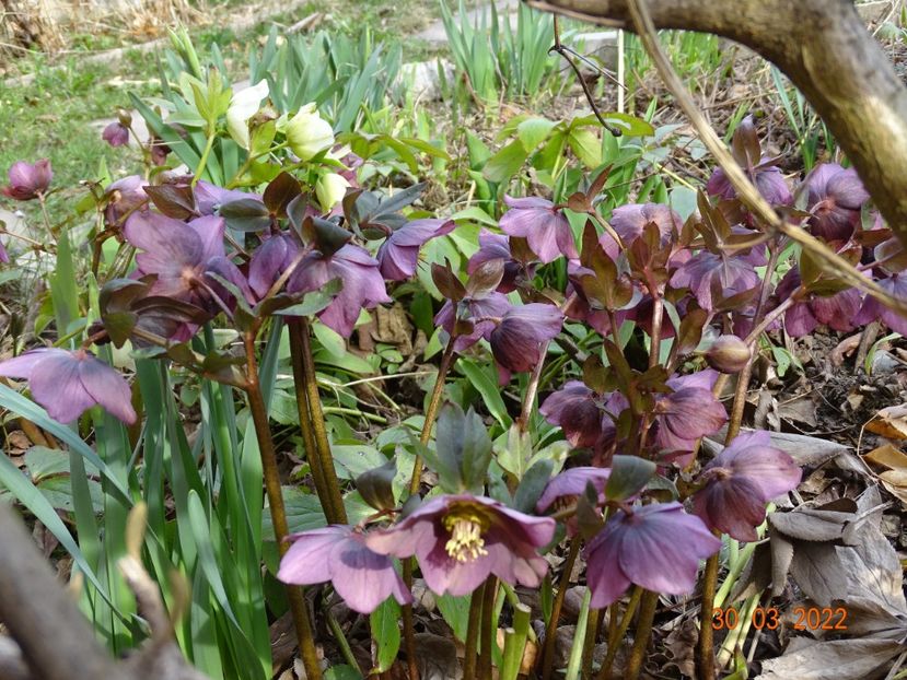 - Helleborus 2022