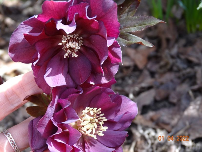  - Helleborus 2022
